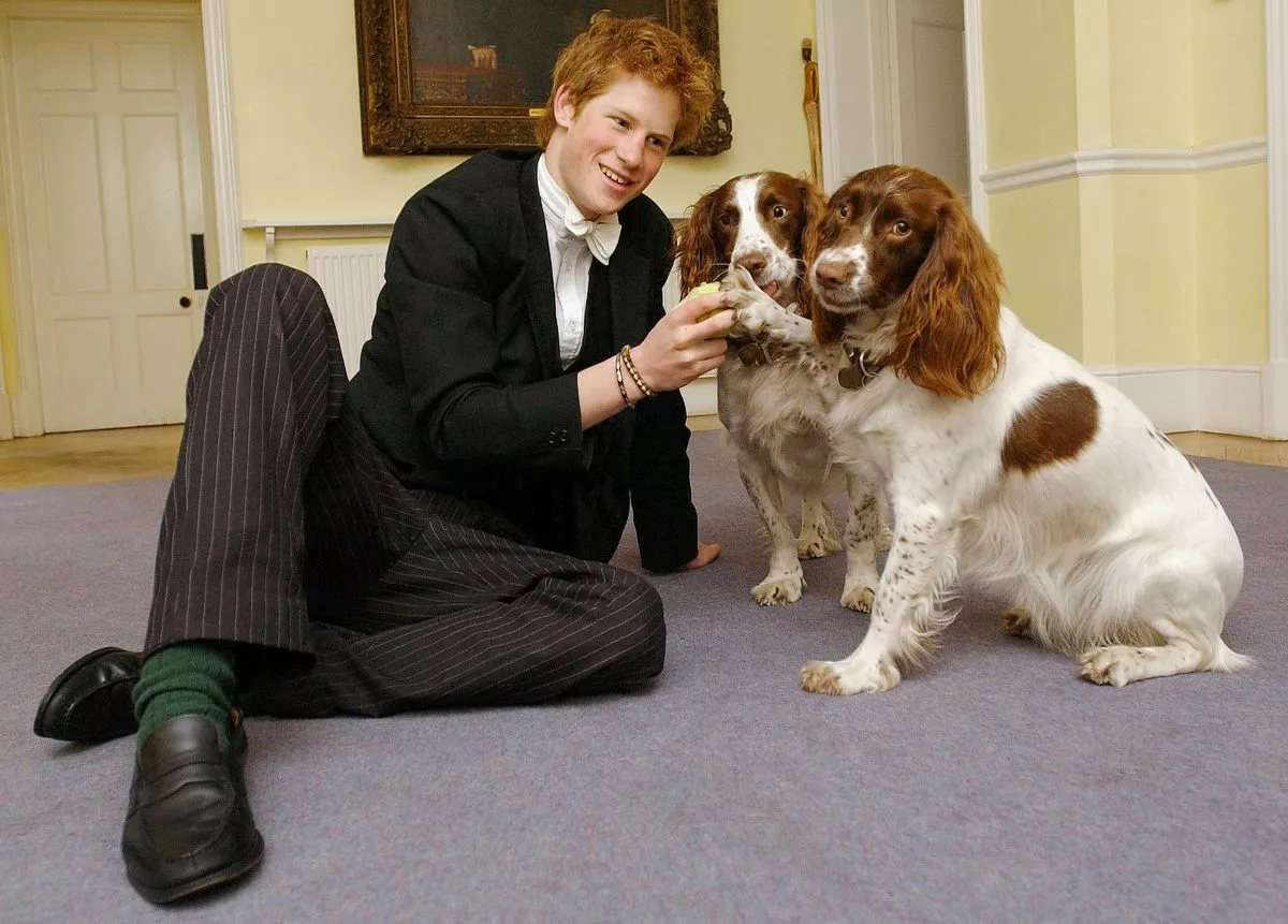 Принц Гарри играет с Рози и Дженни, собаками, принадлежащими Эндрю Гейли