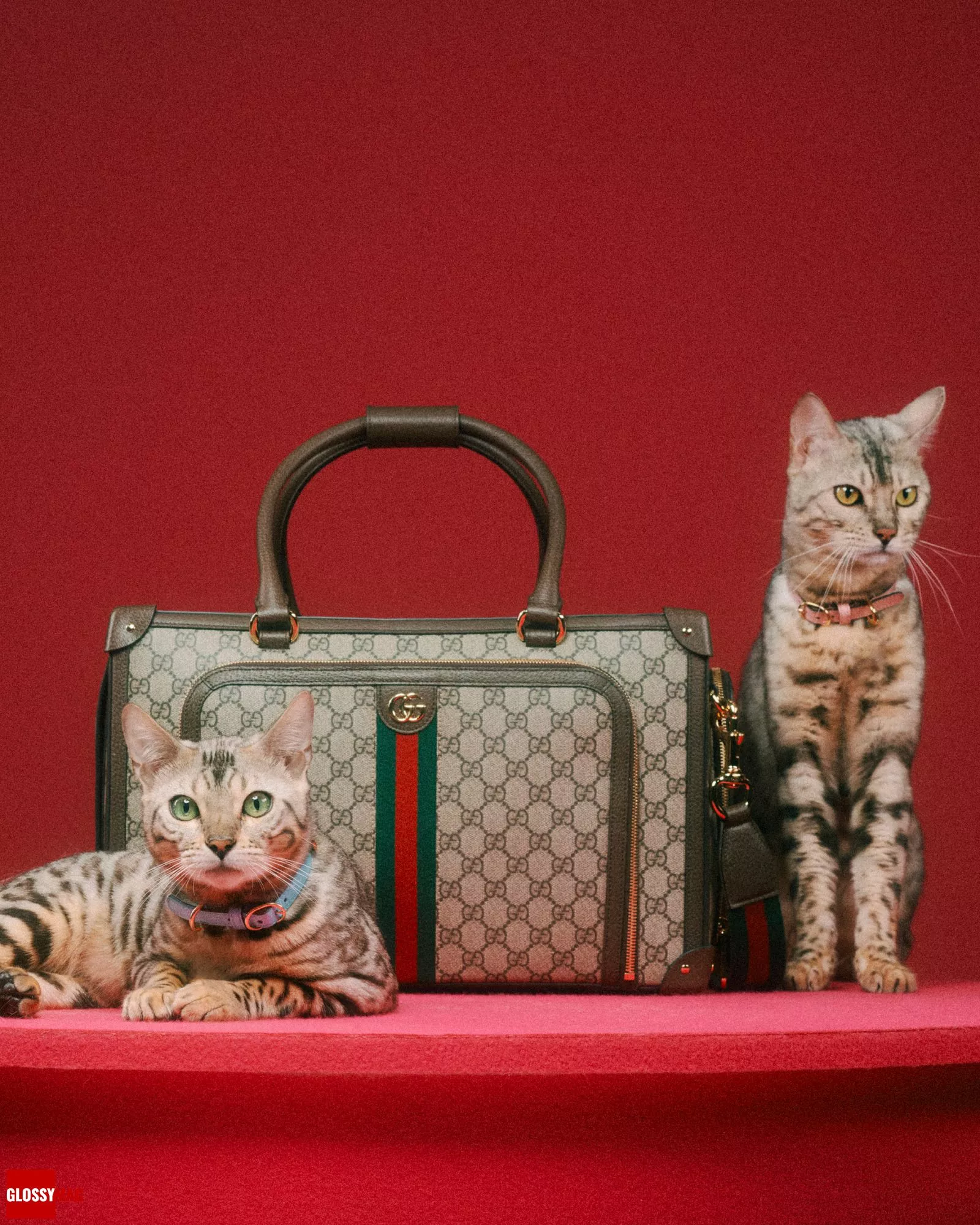 Алессандро Микеле представил коллекцию Gucci Pet для собак и кошек, фото 3