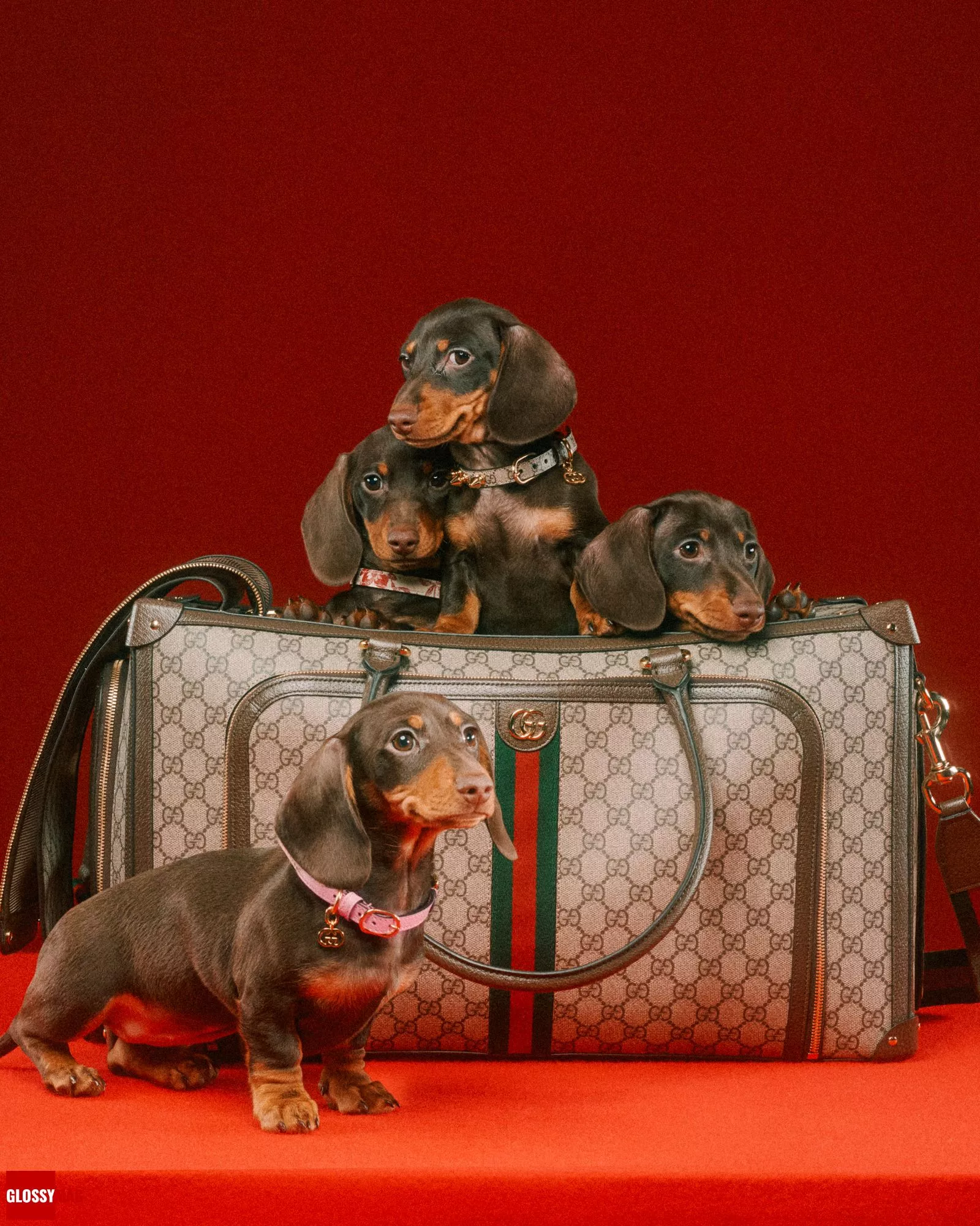 Алессандро Микеле представил коллекцию Gucci Pet для собак и кошек, фото 5