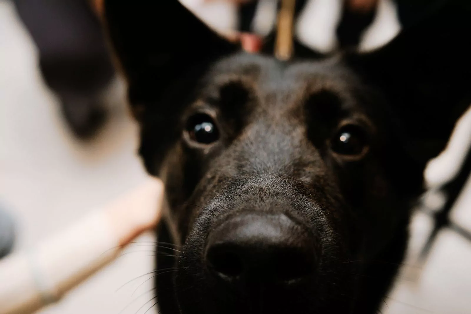 Пес Кат стал звездой благотворительной вечеринки в баре «Собаки в тумане», фото 2