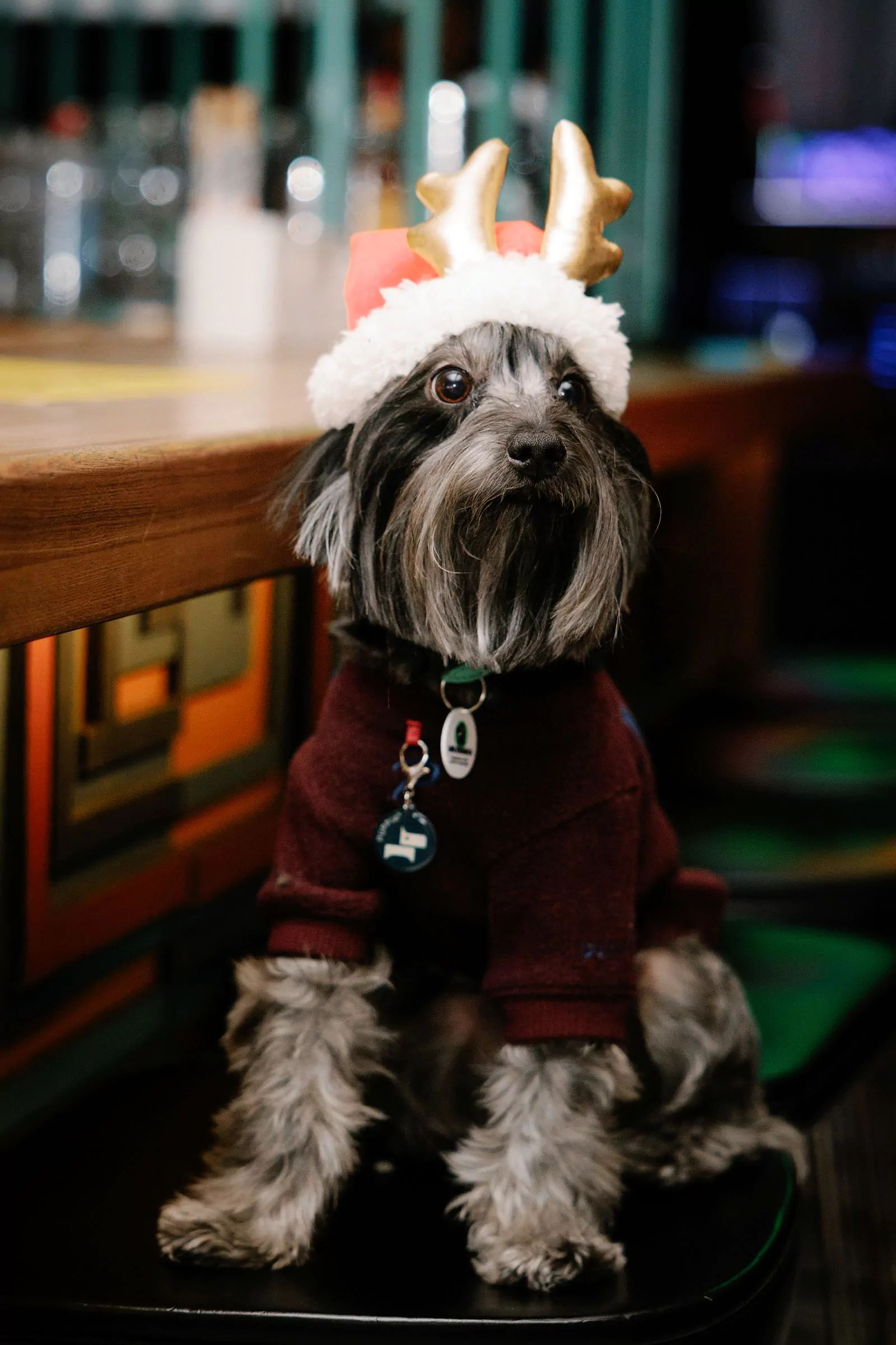 Пес Кат стал звездой благотворительной вечеринки в баре «Собаки в тумане», фото 3