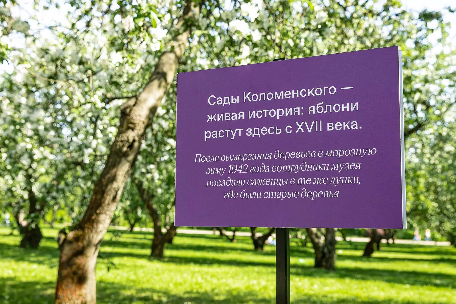 Фотопроект в честь яблоневых садов музея-заповедника «Коломенское», фото 2