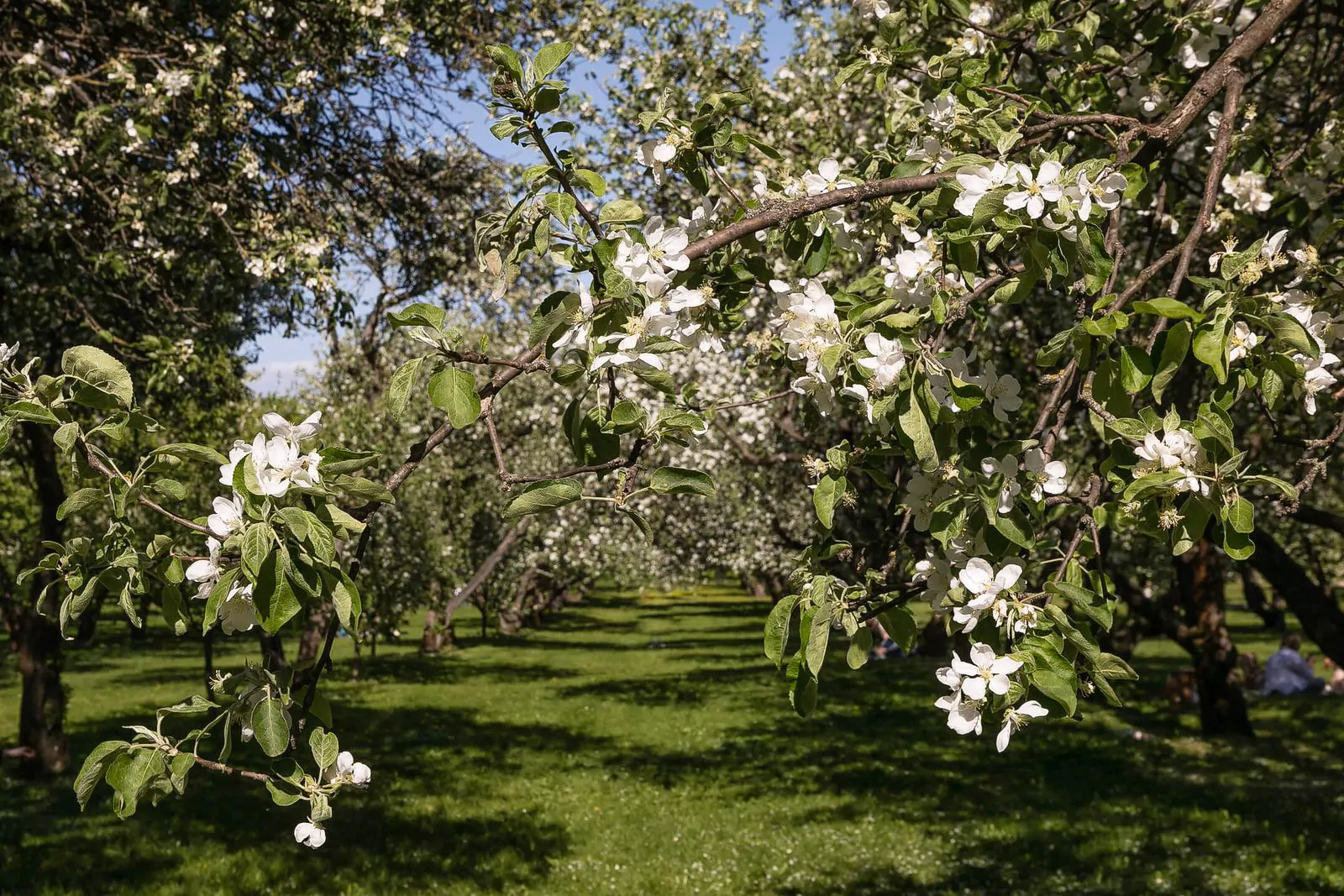 Фотопроект в честь яблоневых садов музея-заповедника «Коломенское», фото 5