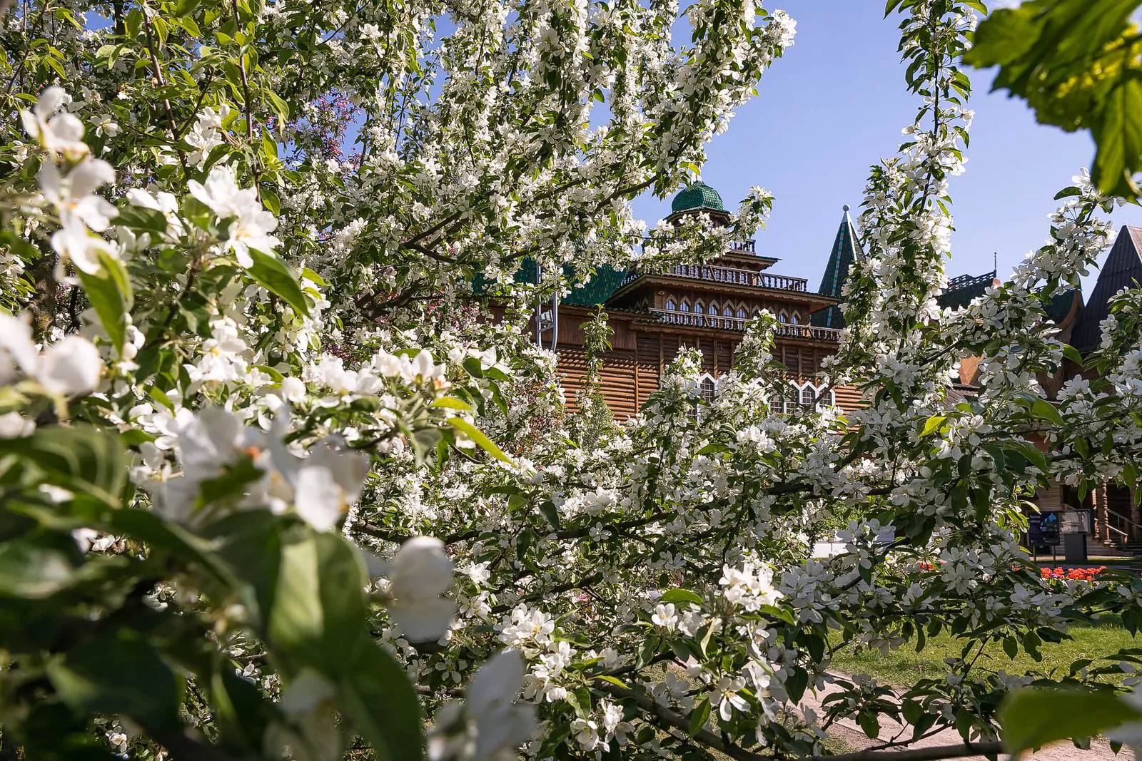 Фотопроект в честь яблоневых садов музея-заповедника «Коломенское», фото 4