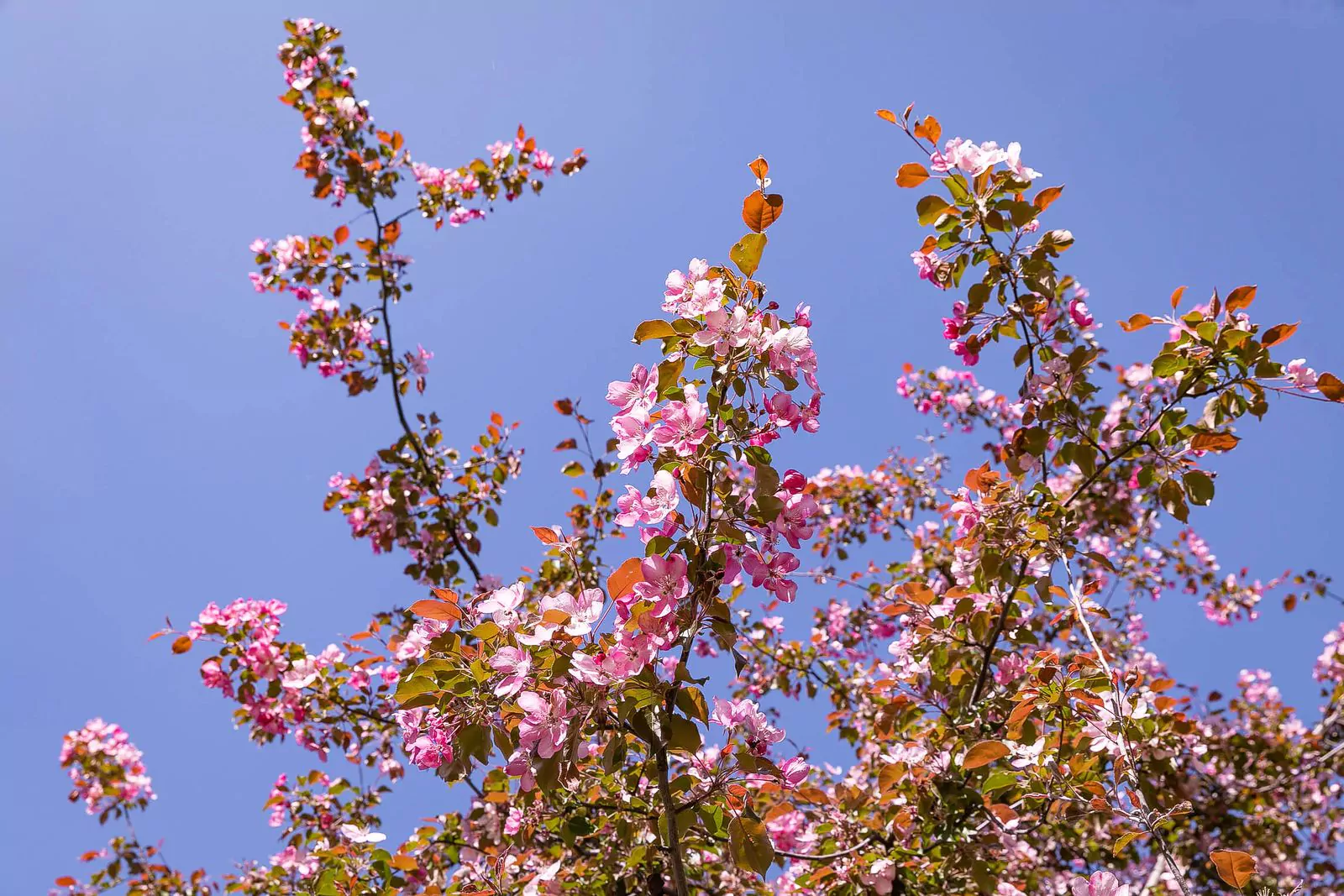 Фотопроект в честь яблоневых садов музея-заповедника «Коломенское», фото 7