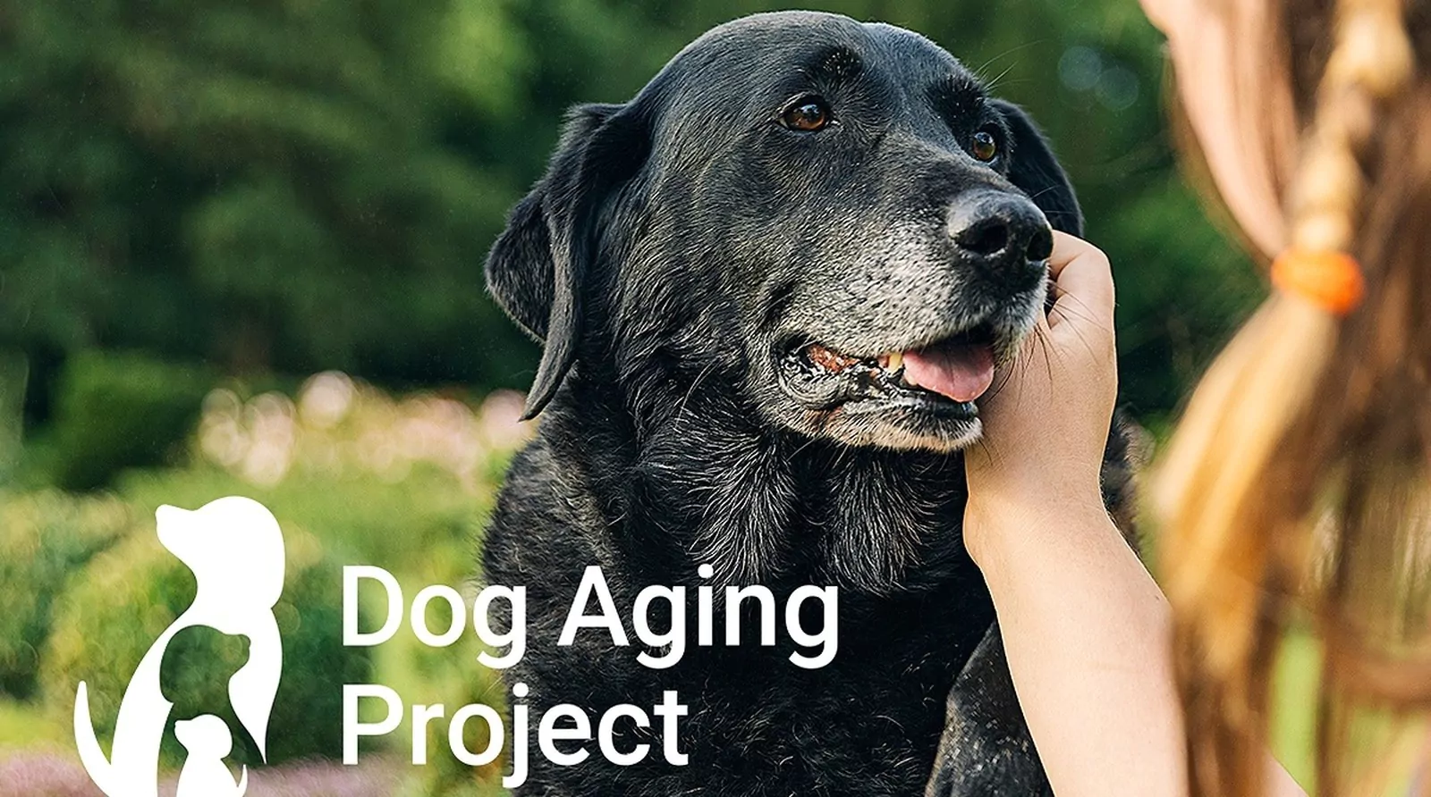 Как продлить жизнь собаке: Dog Aging Project