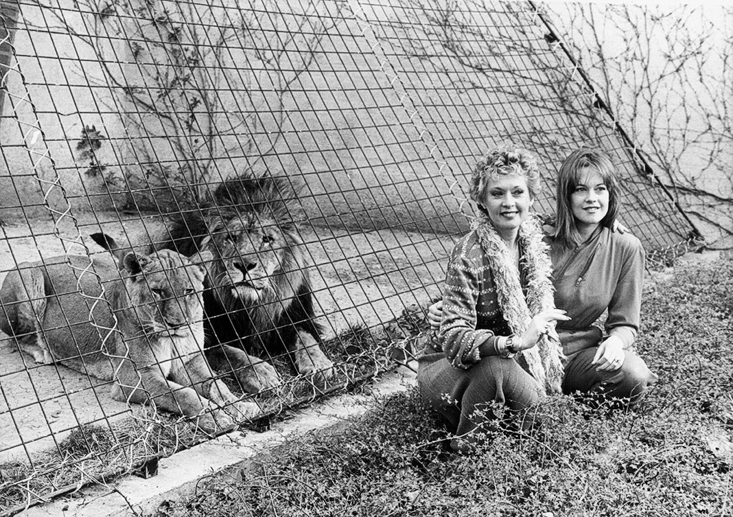 Типпи Хедрен, Мелани Гриффит в Лондонском зоопарке на съемках рекламы фильма «Рев», 29 марта 1982 г.