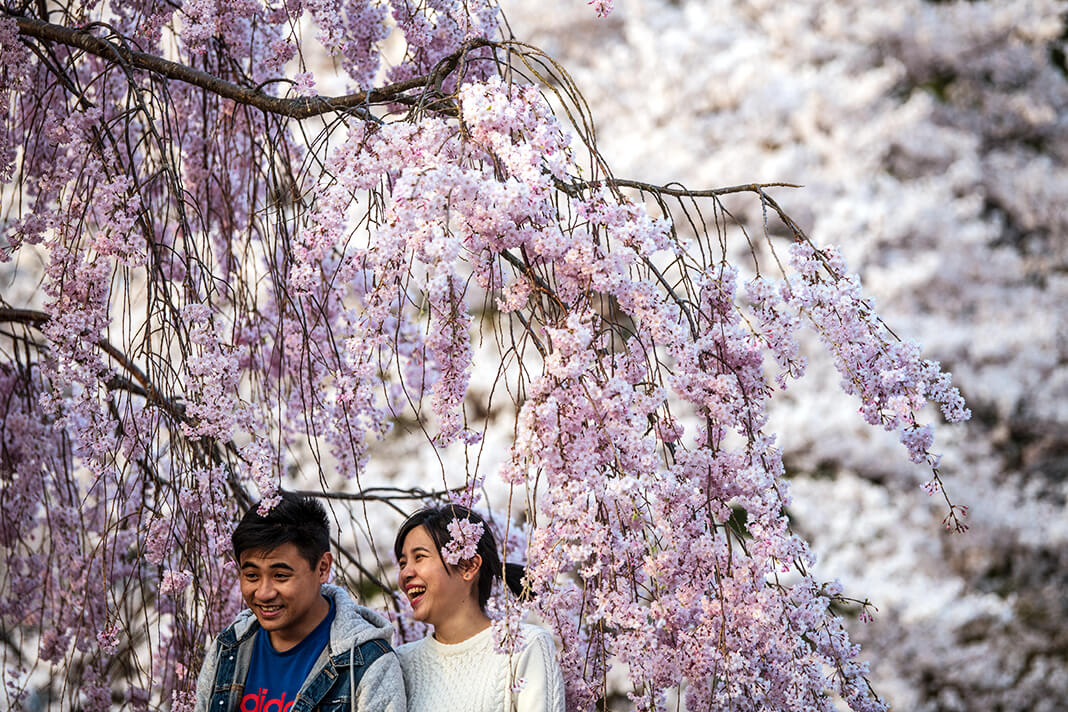 Японская пара под цветущим вишневым деревом в парке Сакуры