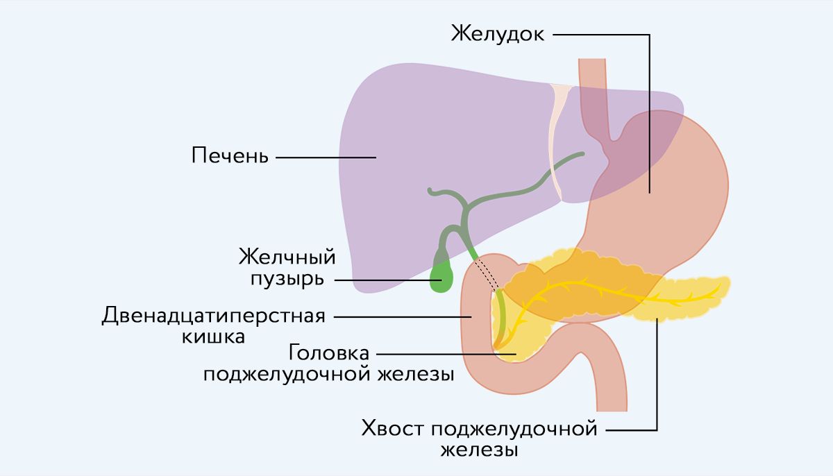 Положение поджелудочной железы относительно других внутренних органов, фото 1