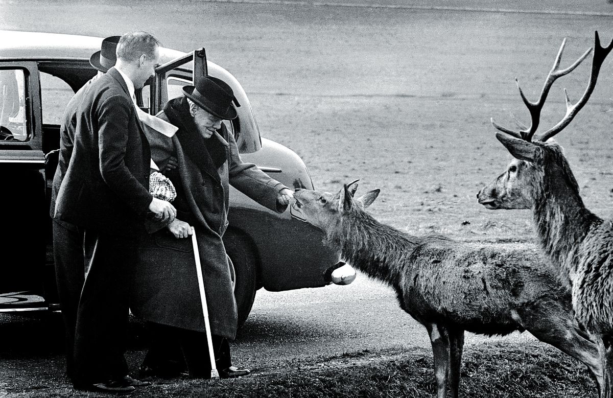 Уинстон Черчилль кормит оленей в Ричмонд-парке