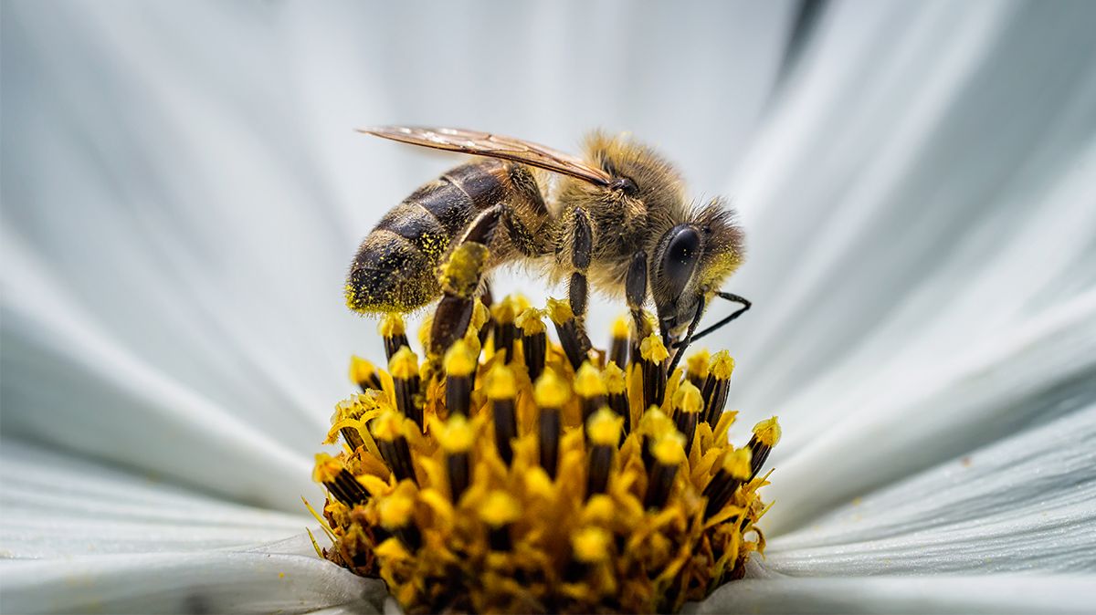 Дом Guerlain планирует собрать 1 миллион евро в течение трёх дней для развития программы по защите пчёл