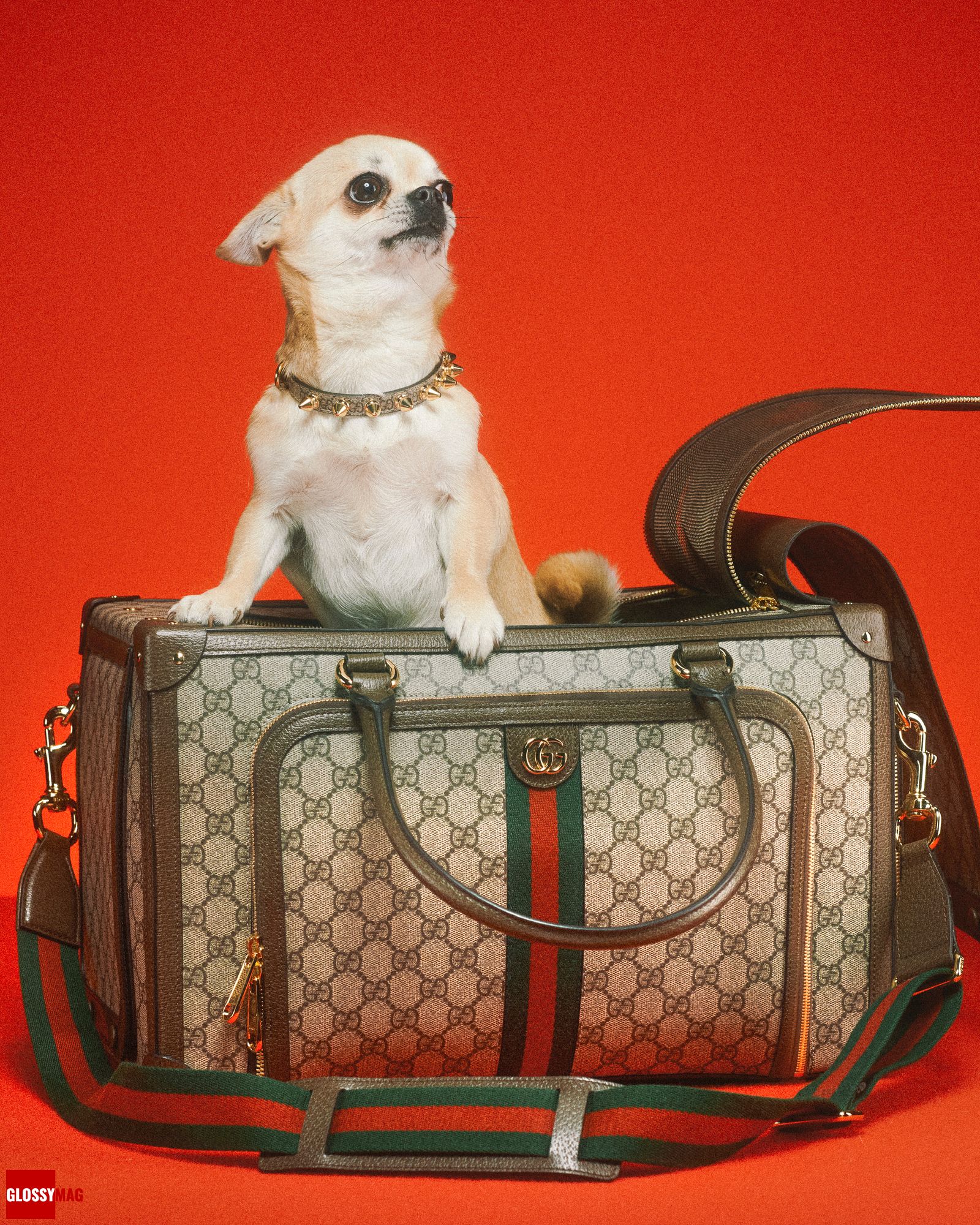 Алессандро Микеле представил коллекцию Gucci Pet для собак и кошек, фото 1